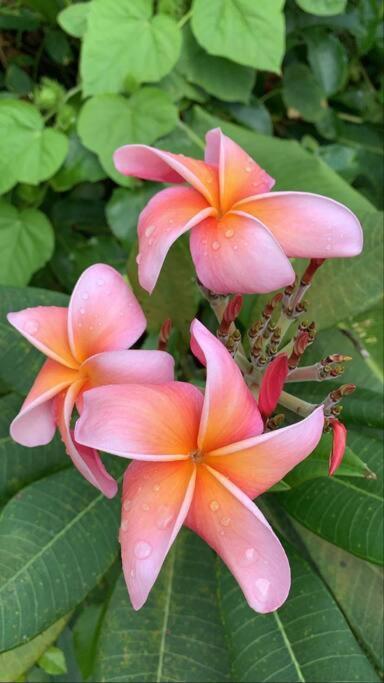 Ohani House 3 Double Bedrooms House In Punaauia, Tahiti 普纳奥亚 外观 照片